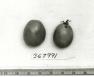 Click for 1 image(s) for this accession. FRUIT